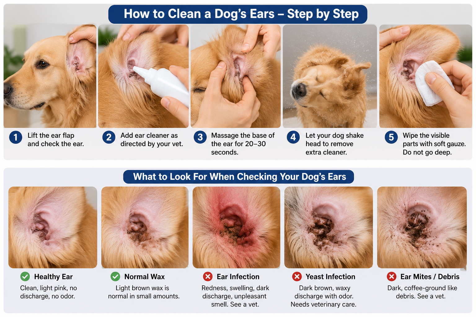 Dog brushing at home